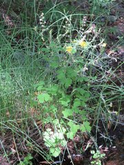 Aquilegia chrysantha