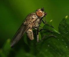 Anthomyiidae