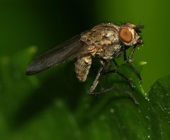 Anthomyiidae