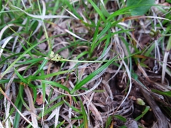 Carex concinna