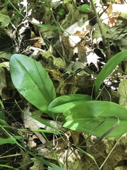 Liparis loeselii