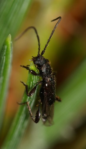 Tribe Psebiini · iNaturalist