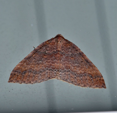 Larentia apotoma