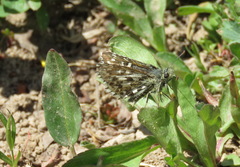 Pyrgus centaureae loki