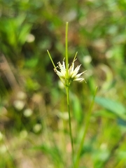 Rhynchospora alba
