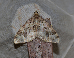 Epyaxa agelasta