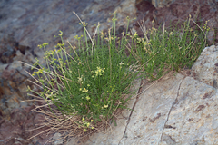 Cymopterus petraeus