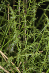 Cymopterus petraeus