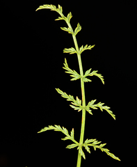 Cymopterus petraeus