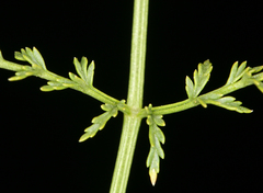 Cymopterus petraeus