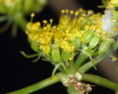 Cymopterus petraeus