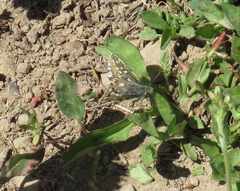 Pyrgus centaureae loki