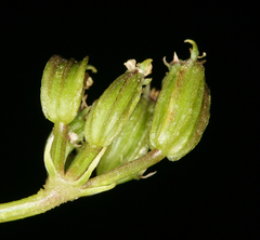 Cymopterus petraeus