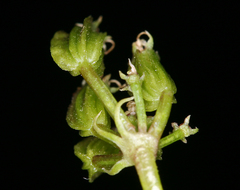 Cymopterus petraeus