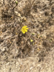 Deinandra paniculata