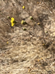 Deinandra paniculata
