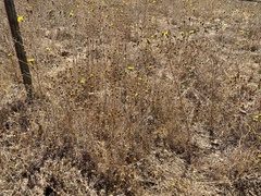 Deinandra paniculata