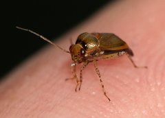 Camptozygum aequale