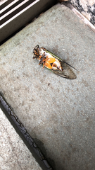 Cryptotympana facialis