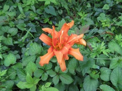 Hemerocallis fulva kwanso