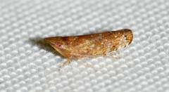 Scaphytopius latus