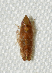 Scaphytopius latus