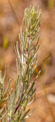 Artemisia rigida