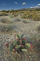 Opuntia macrocentra macrocentra