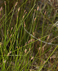 Eleocharis rostellata