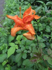 Hemerocallis fulva kwanso