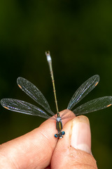 Lestes dryas