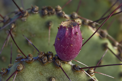 Opuntia macrocentra macrocentra