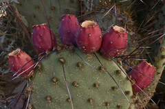Opuntia macrocentra macrocentra
