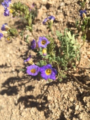 Phacelia fremontii