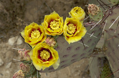 Opuntia macrocentra macrocentra