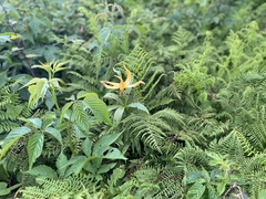 Lilium superbum