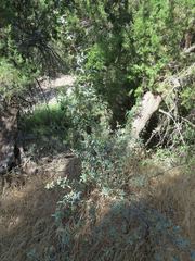 Berberis haematocarpa