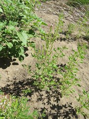 Polanisia dodecandra trachysperma