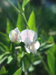 Lathyrus lanszwertii