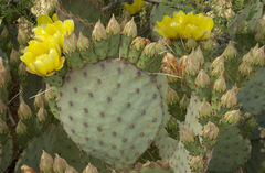 Opuntia macrocentra macrocentra