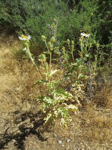 Argemone munita ssp. rotundata