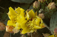 Opuntia macrocentra macrocentra