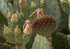 Opuntia macrocentra macrocentra