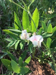 Lathyrus lanszwertii