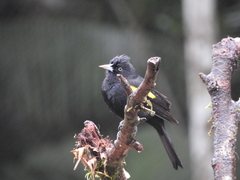 Cacicus chrysopterus