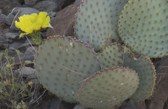 Opuntia macrocentra macrocentra