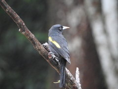 Cacicus chrysopterus