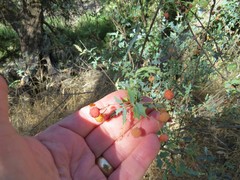 Berberis haematocarpa