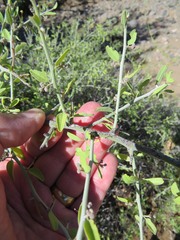 Sarcomphalus obtusifolius canescens