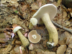 Tylopilus intermedius